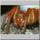 Araniella sp - Kuerbisspinne jung w01c.jpg